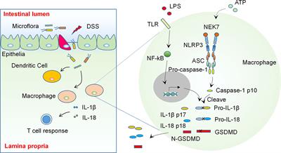 Inflammasome-targeting natural compounds in inflammatory bowel disease: Mechanisms and therapeutic potential